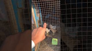 Let see kia hota hy in future # #petvlog # #birds