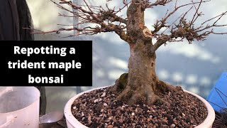 Repotting a trident maple bonsai - how to repot bonsai trim roots wash roots easy repotting