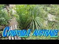 Cordyline australis 3 years growth