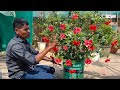 ₹5 में आ गए गुड़हल पर इतने सारे फूल Hibiscus flowers idea