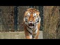 Bengal Tiger Hunting Deer National Geographic Documentary