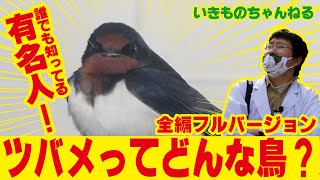 ツバメってどんな鳥？ツバメの解説＆探索編【2020年いきものの魅力紹介40選　その６】