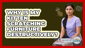 Why Is My Kitten Scratching Furniture Destructively? - Ask A Pet Vet