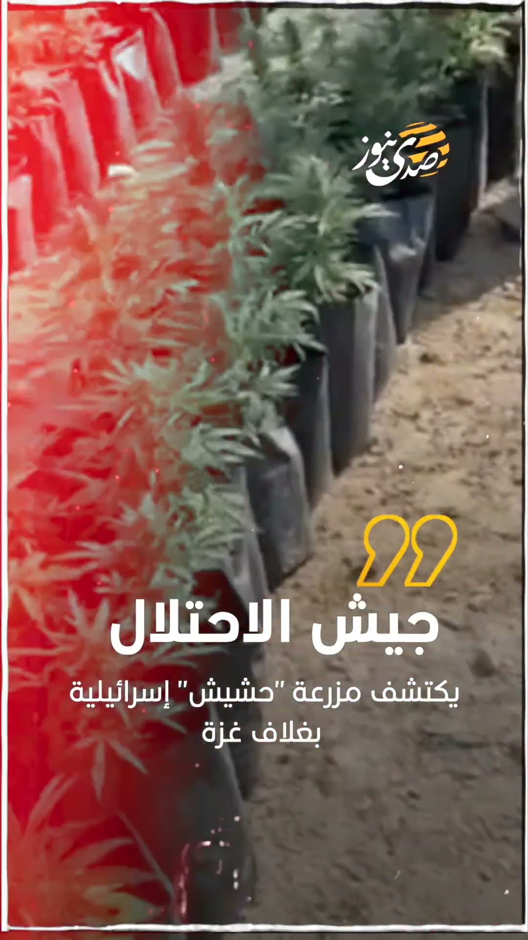 صدى نيوز | مفاجآت الحرب- الجيش الاحتلال يكتشف مزرعة "حشيش" إسرائيلية بغلاف غزة