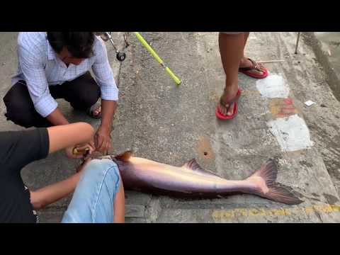 Fishing clash. Câu cá  Tra đêm hồ nhỏ Hải Long Vương cảm giác cá ben phê và tê tái.
