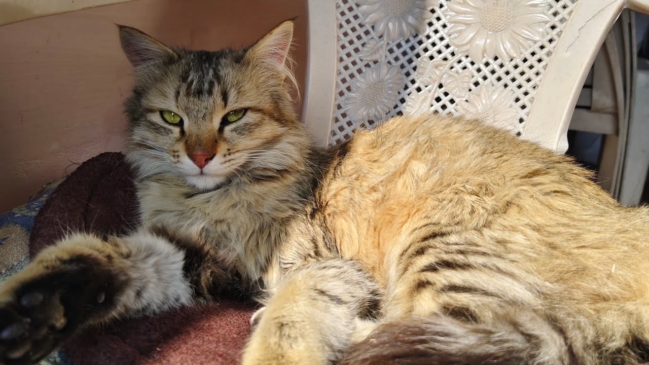 Billi Rani ki shrart# ️😻🙏🏻 - YouTube