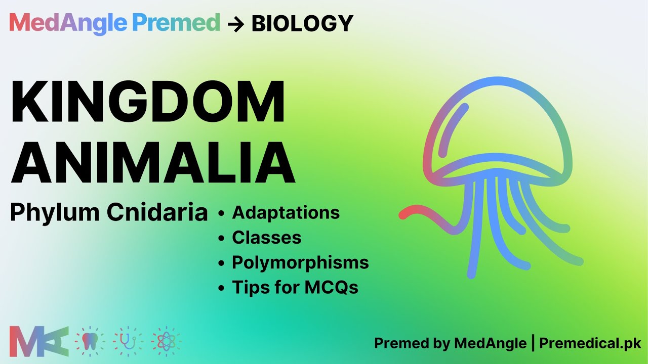 Kingdom Animalia - Phylum Cnidaria (Adaptations, Classes, Polymorphisms ...