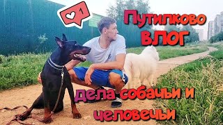 Путилково ВЛОГ самоедский 🦮 знакомство с доберманом, страх грозы😬мини перцы тают во рту