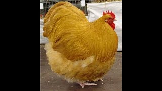 Chicken Breeds Episode 4