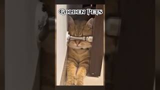 Cats Love Attention 😂 Funny Cute Cat Videos 😍 #funny #animallife #cutecat #cat #kitty #cats