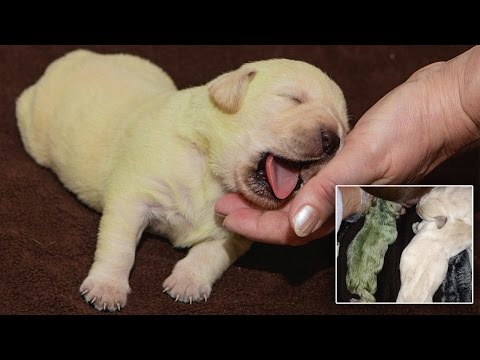 Couple Is Shocked When Chocolate Lab Gives Birth To Green Puppy