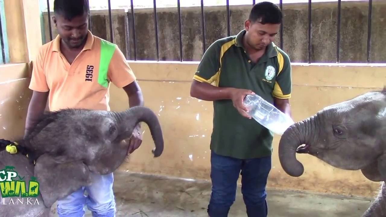 Baby Elephants Bottle-Fed Milk in Sri Lanka !