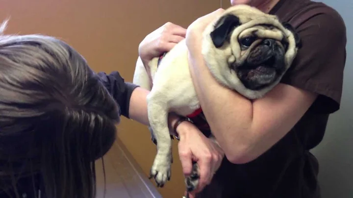 dramatic pug hates having his nails clipped!