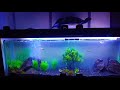 Aquarium setting 2  robin parambath  showcase aquarium  black rock