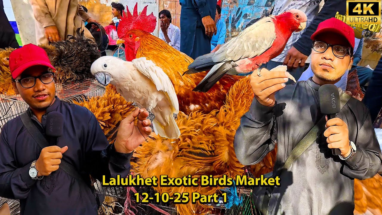 Lalukhet Exotic Birds Market 12-10-25 Part 1 Karachi | Macaw Parrot Hen and Rooster Rabbit Duck Bird
