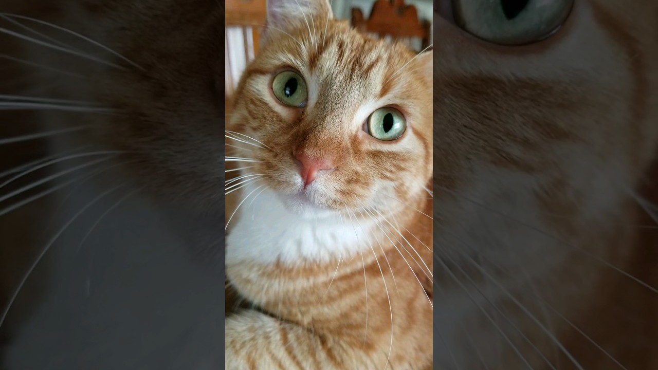 Lilly 🐈 Winner 🥇of the Great Table Debate 😹 