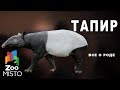 Тапир - Все о отряде непарнокопытных |  Отряде непарнокопытных тапир