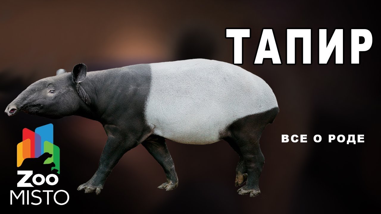 Магнитный пазл 27x18см."Животное, зоопарк, тапир" на холодильник - купить с дост