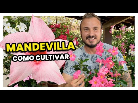 Vídeo: Cuidando das videiras Mandevilla: dicas sobre como usar a Mandevilla como cobertura do solo