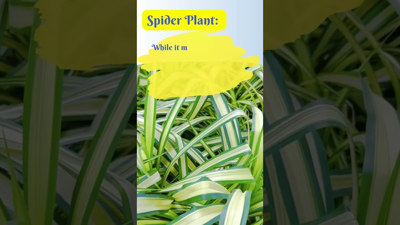 Don't bring these plants at home, it creates negative energy. 