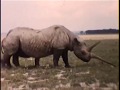 Rare 1950's footage of the World's Largest Rhino
