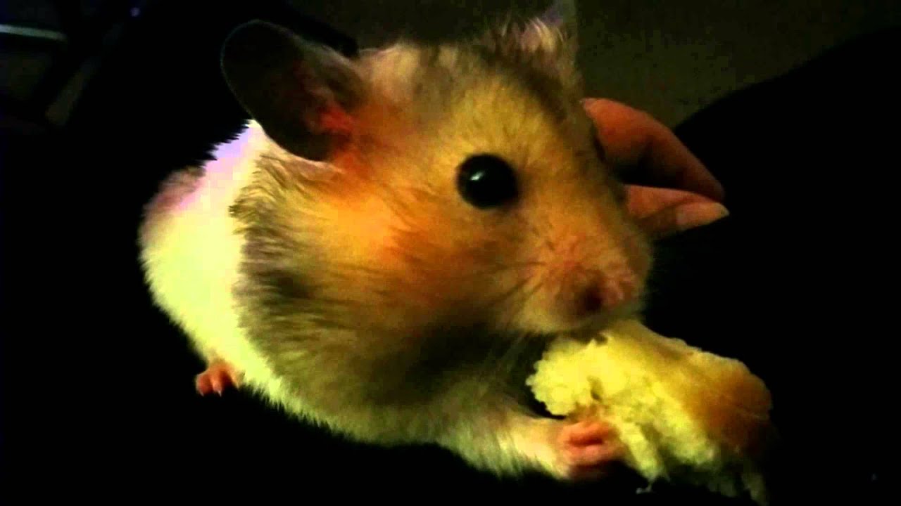 Chalupa batman eats some bagel