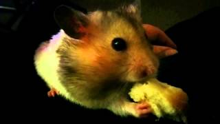 Chalupa batman eats some bagel