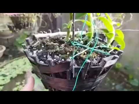 Video: Hoa Lan Oncidium là gì: Thông tin về việc chăm sóc hoa lan Oncidium