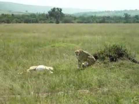 Cheetah and 5 cubs - impala kill