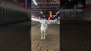 Week 3: 2022 Lipizzan stallion Siglavy VI Deja beginning training.