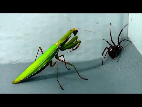 Videó: Har egy katydid?