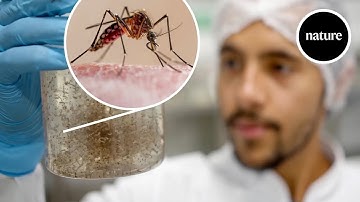 Why is this factory breeding a million mosquitoes?