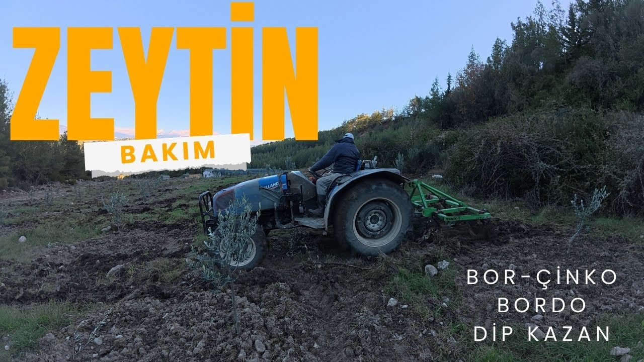 Zeytinlikte Kış Bakımı Devam Ediyor 🌿 Çinko–Bor ve Bordo Bulamacı Uygulaması + Dip Kazan Sürümü