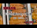ボラ 卵巣 424774-ボラ 卵巣 釣り