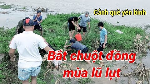 Bắt chuột đồng mùa lũ lụt - Vui là chính | Trương Quang Tân