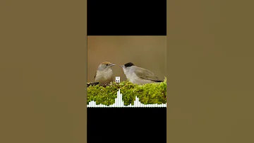 صوت عصفور التين تي ان Blackcap Sound تي ان عصفورالتين Birds 