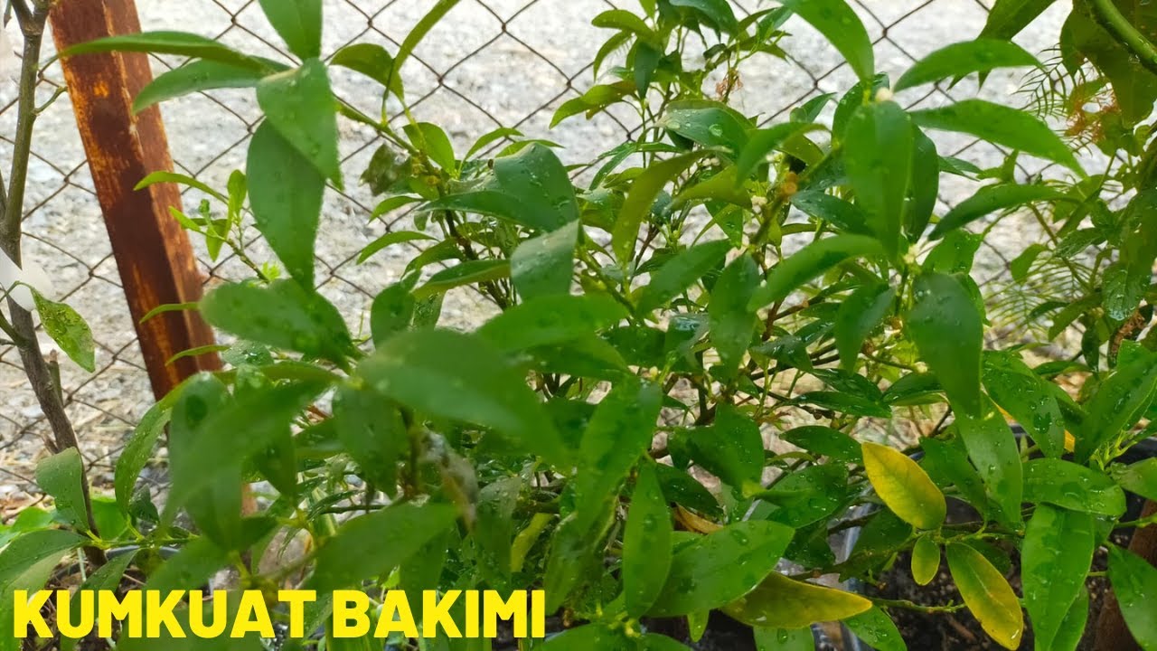 Kumkuat Bakımı Sulaması Toprak Karışımı Nasıl Olmalıdır