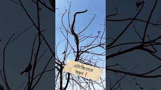 গাছের মগডালে দাঁড়াস, এটাও কি সম্ভব! | Rat Snake on Tree Top?