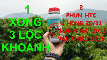 Kỹ thuật làm hoa các giống Vải đơn giản nhất.