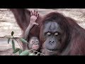 Baby Orangutan LOKI 05 - 2 Months Old