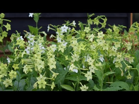 Video: Growing Nicotiana: Tietoja Nicotiana-kasvista