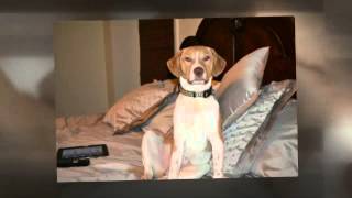 Pet Friendly Hotels | Roanoke, Virginia