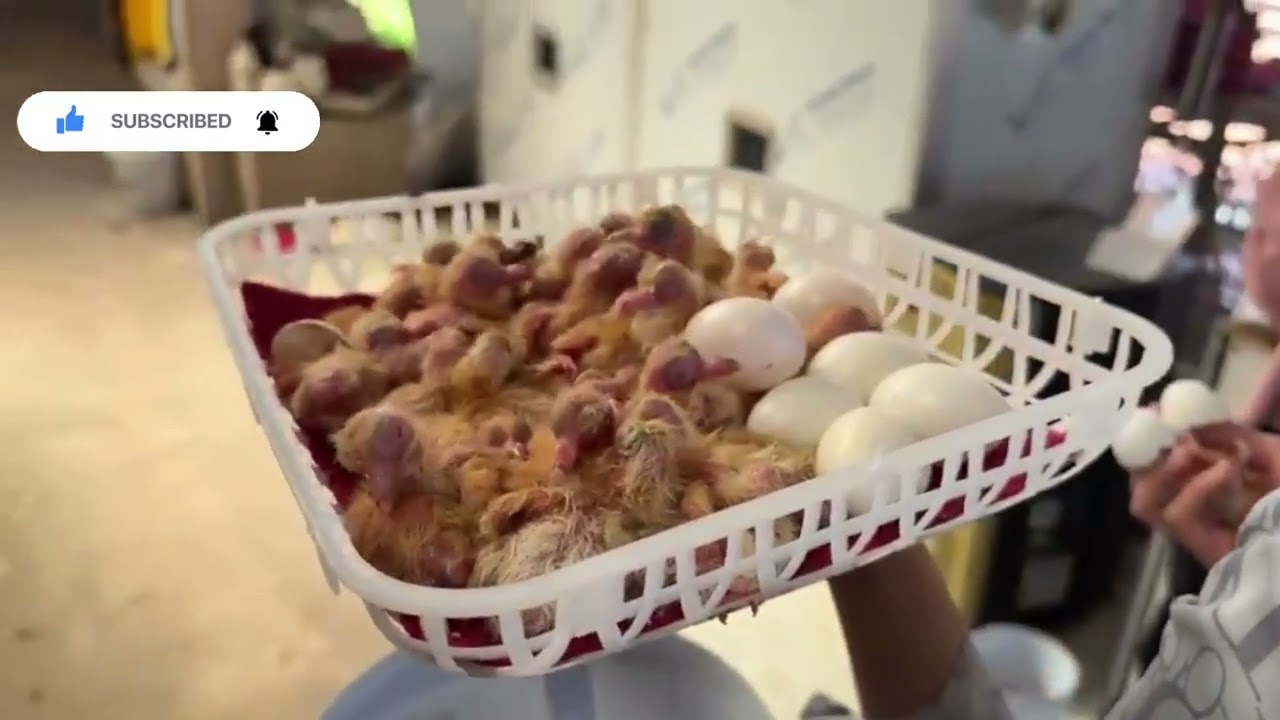 Jak hoduje się miliony gołębi - Proces hodowli gołębi - Zbieranie jaj.