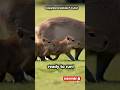 👶 “Baby Capybara Rush!” #capybarababies #wildlife  #animalshorts