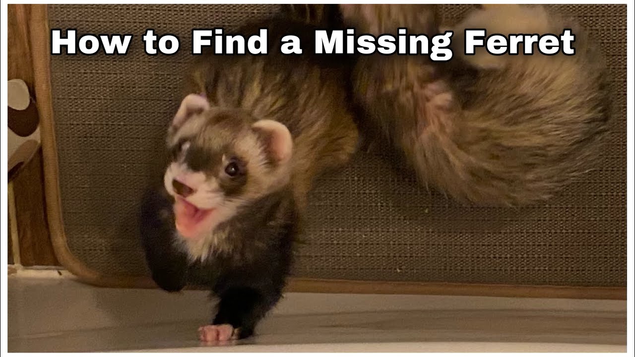 How To Find A Ferret In Your House