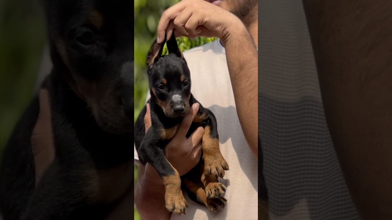 Unboxing gangster puppy 🐶😨 