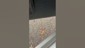 Srt4 neon limp mode?