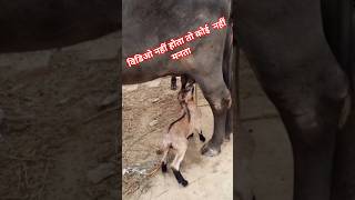 😲 OMG #viral #viralvideo #shortsfeed #shorts #shortvideo #trending #animals #animalslovers #youtube