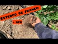 Esterco de frango + NPK = crescimento e vigor do seu plantio de melancia 🍉 