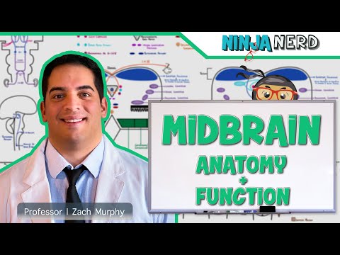 Neurology | Midbrain Anatomy & Function